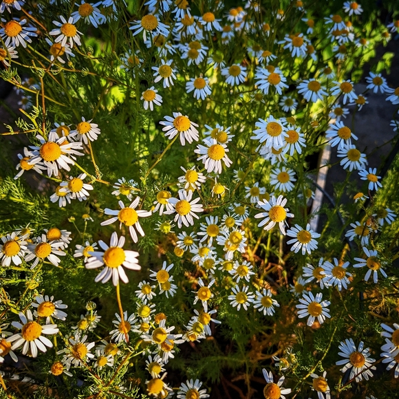 Handcrafted, Handmade loose incense blends and essential oil blends - Picture 13 of 16